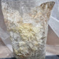 Golden Oyster (Yellow) Mushroom Grow Kit - Xotic Mushrooms