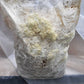 Golden Oyster (Yellow) Mushroom Grow Kit - Xotic Mushrooms