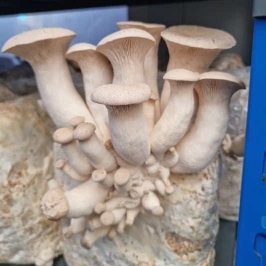 King Brown Oyster Mushrooms - Rich Umami Flavor - (Pleurotus eryngii) - Xotic Mushrooms