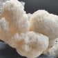 Lion's Mane - 1kg Organic | Australian Grown -Exotic Mushroom Xotic Mushrooms