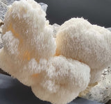 Lion's Mane - 1kg Organic | Australian Grown -Exotic Mushroom Xotic Mushrooms