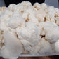 Lion's Mane - 1kg Organic | Australian Grown -Exotic Mushroom Xotic Mushrooms