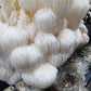 Lion's Mane - 1kg Organic | Australian Grown -Exotic Mushroom Xotic Mushrooms