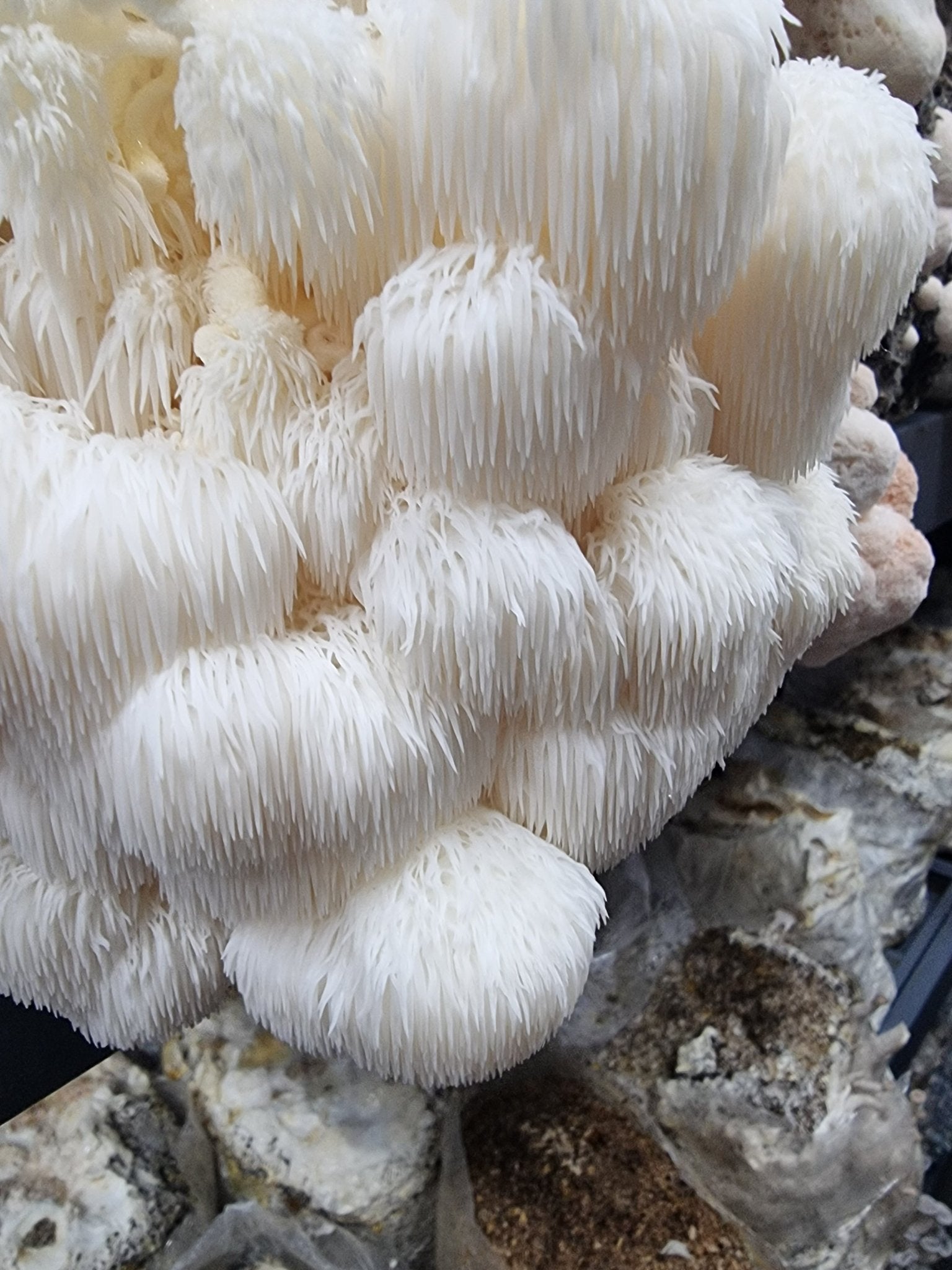 Lion's Mane - 1kg Organic | Australian Grown – Xotic Mushrooms