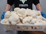 Lion's Mane - 1kg Organic | Australian Grown -Exotic Mushroom Xotic Mushrooms