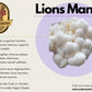 Lion's Mane - 1kg Organic | Australian Grown -Exotic Mushroom Xotic Mushrooms
