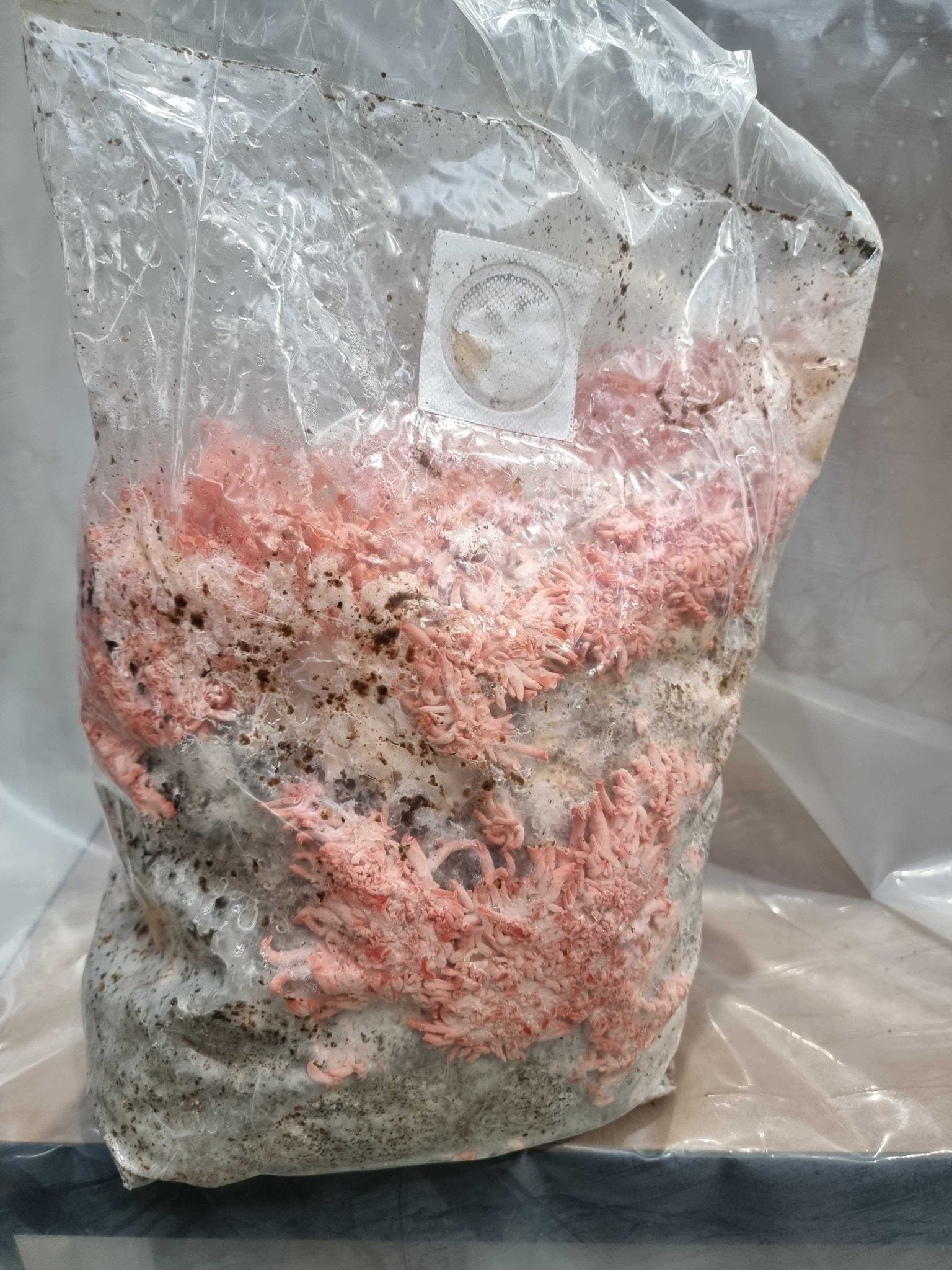 Pink Oyster Mushroom Grow Kit - Xotic Mushrooms