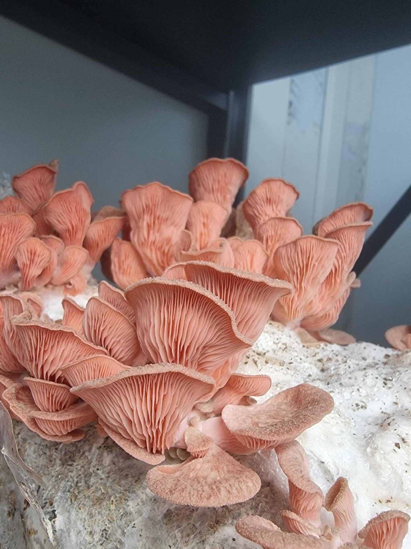 Pink Oyster Mushroom Grow Kit - Xotic Mushrooms