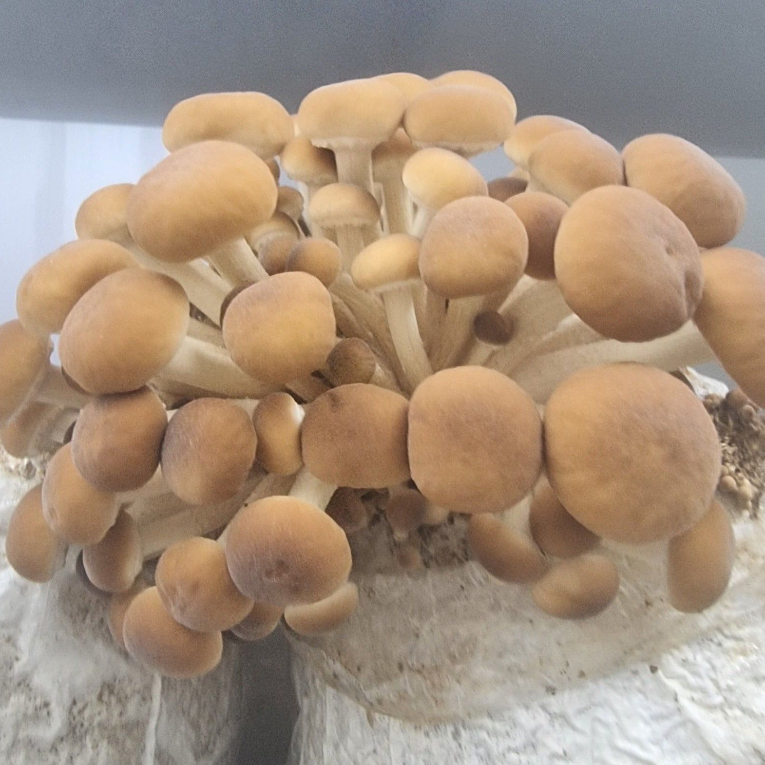 Pioppino Mushroom (Agrocybe aegerita) - Xotic Mushrooms