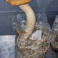 Pioppino Mushroom (Agrocybe aegerita) - Premium Organic Mushrooms -Exotic Mushroom Xotic Mushrooms