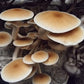 Pioppino Mushroom (Agrocybe aegerita) - Premium Organic Mushrooms -Exotic Mushroom Xotic Mushrooms