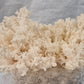 Snow Flake Mushroom | Australian Native Lions Mane (Hericium Coralloides) -Exotic Mushroom Xotic Mushrooms