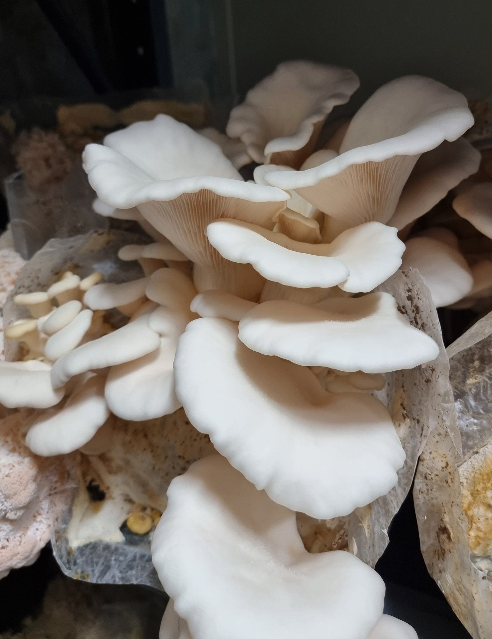 Snow White Oyster Mushrooms (Pleurotus ostreatus var. Florida) -Exotic Mushroom Xotic Mushrooms
