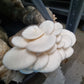 Snow White Oyster Mushrooms (Pleurotus ostreatus var. Florida) -Exotic Mushroom Xotic Mushrooms