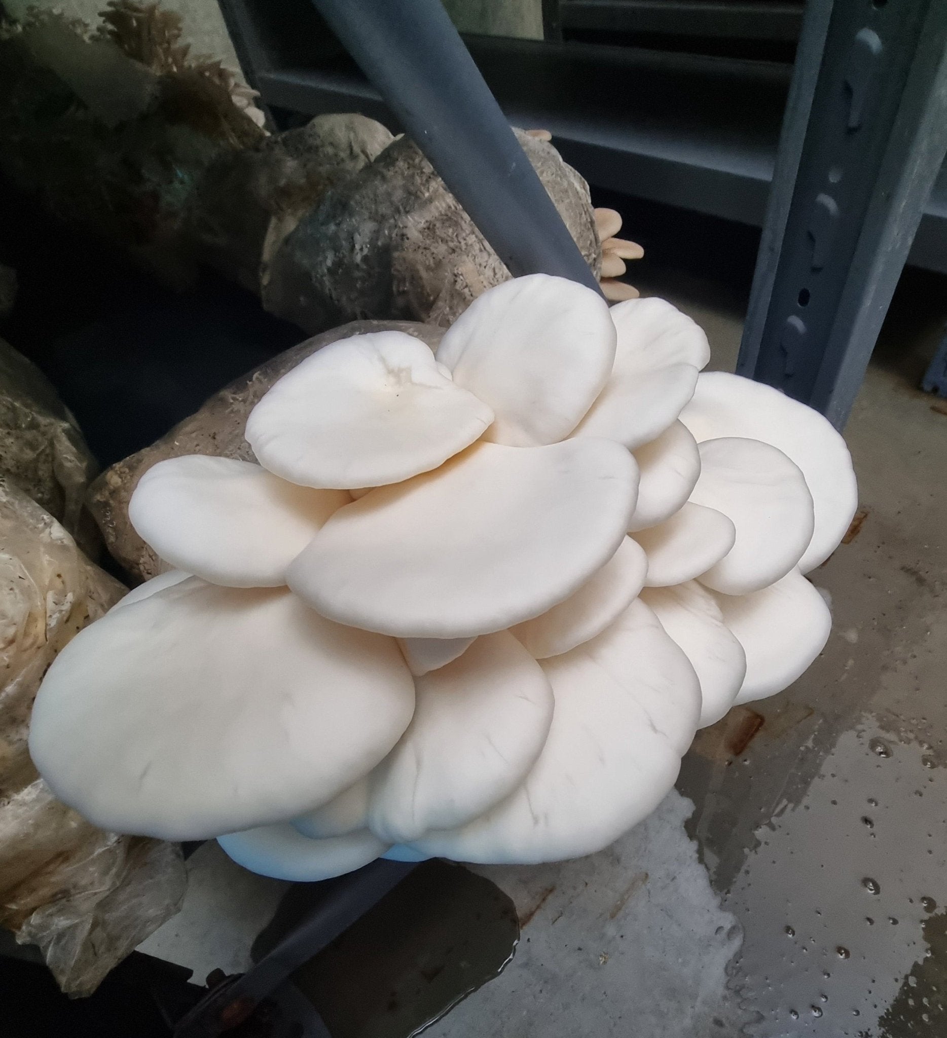 Snow White Oyster Mushrooms (Pleurotus ostreatus var. Florida) -Exotic Mushroom Xotic Mushrooms