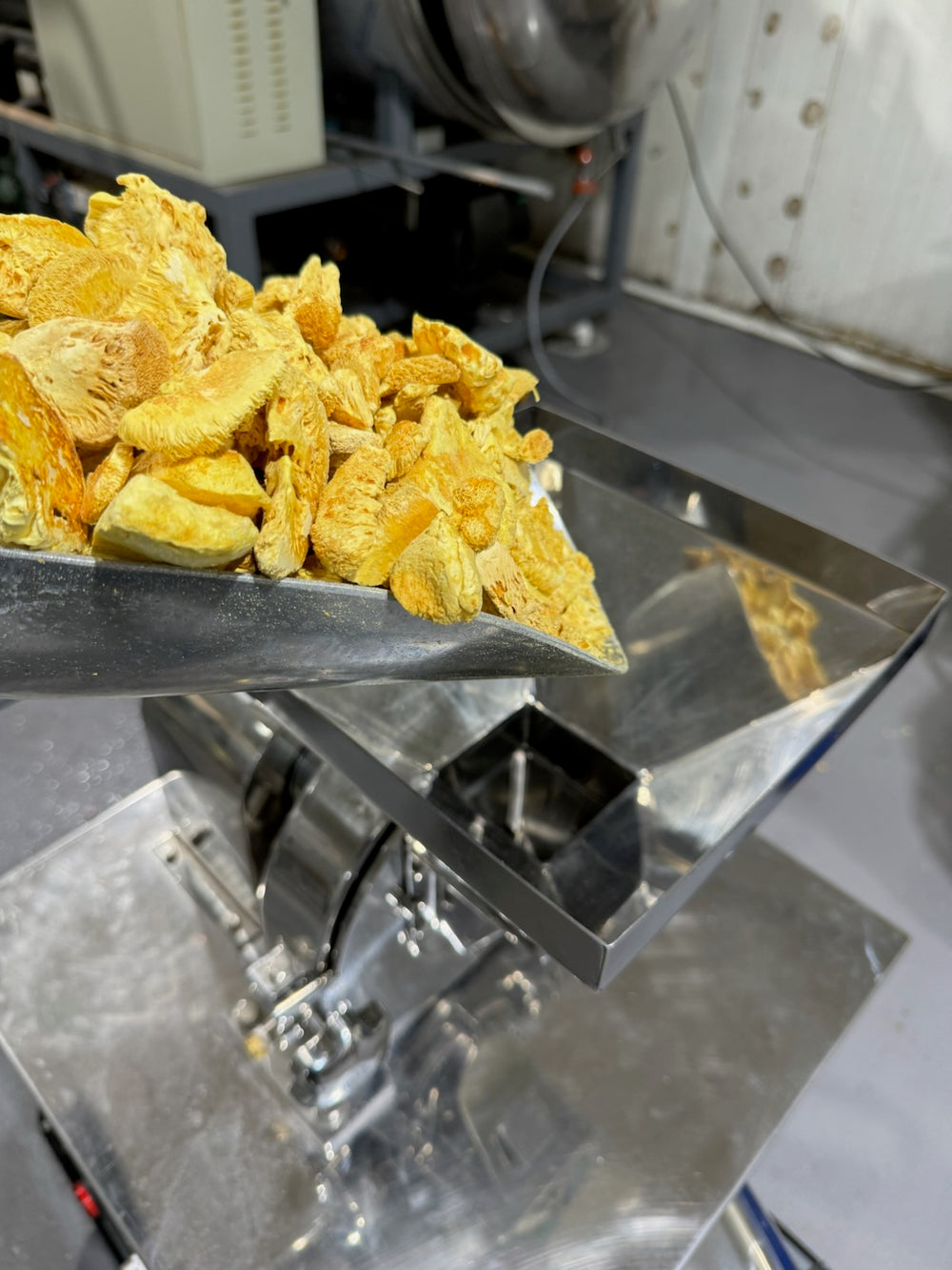 Freeze-dried Lion’s Mane going into the mill