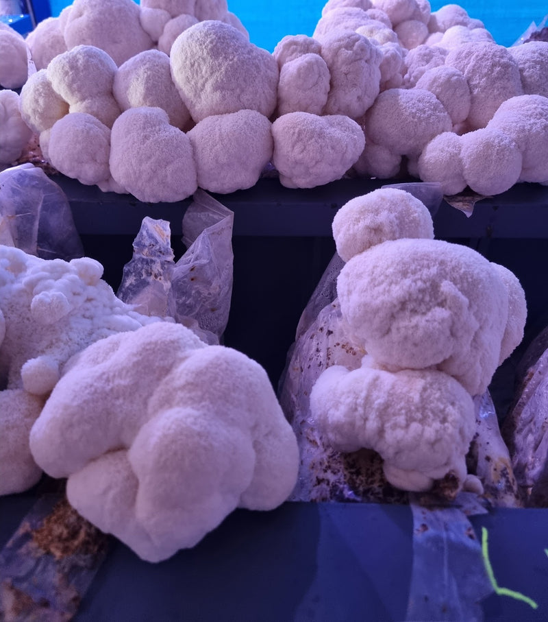 Lion’s Mane growing on the farm