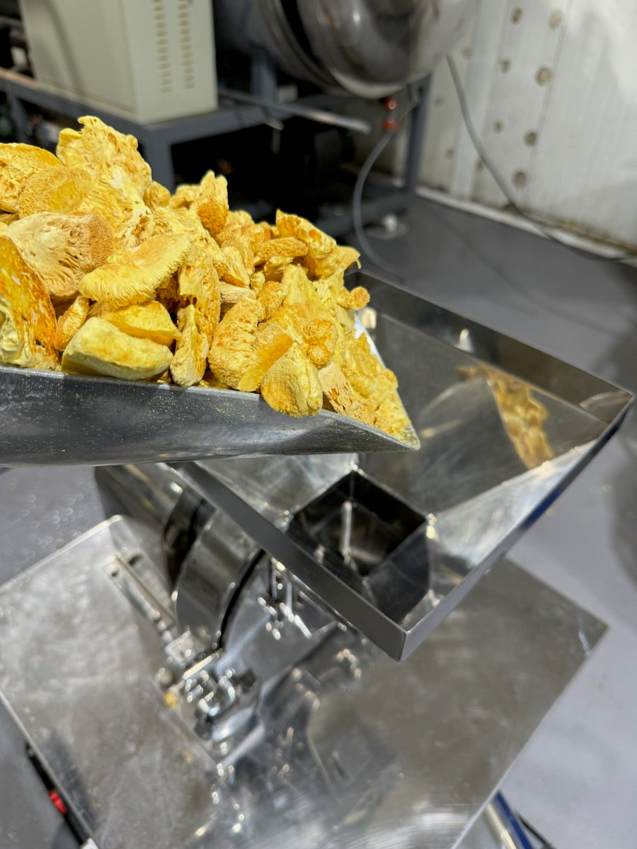 Freeze-dried Lion’s Mane going into the mill