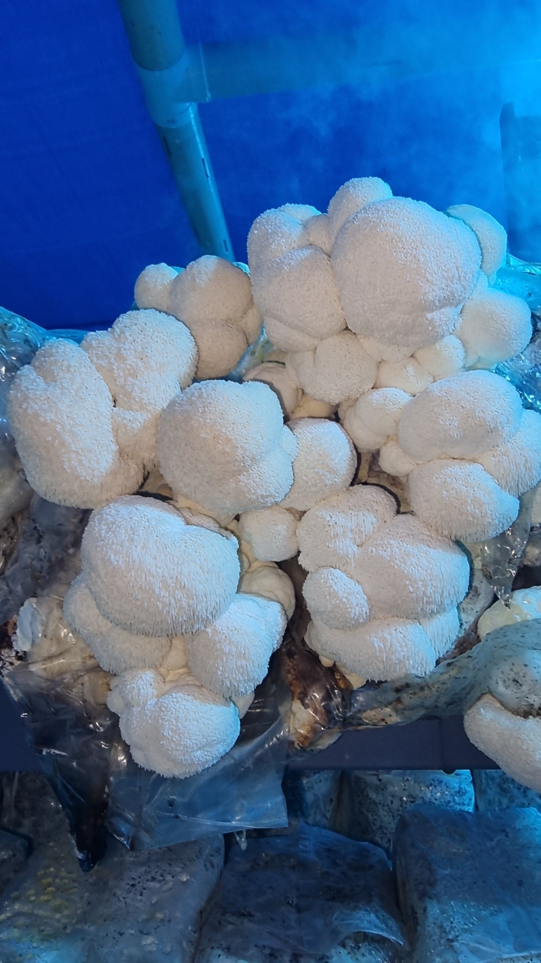 Lion’s Mane fruiting bodies growing on the Xotic farm in Victoria
