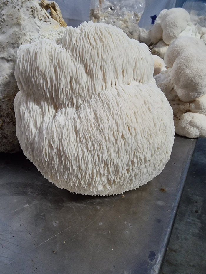 Giant single Lion’s Mane fruiting body