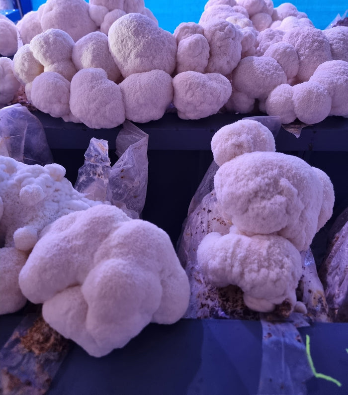 Lion’s Mane fruiting bodies on the grow racks