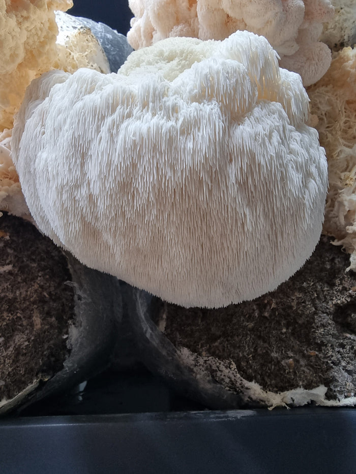 Close-up of a single Lion’s Mane fruiting body