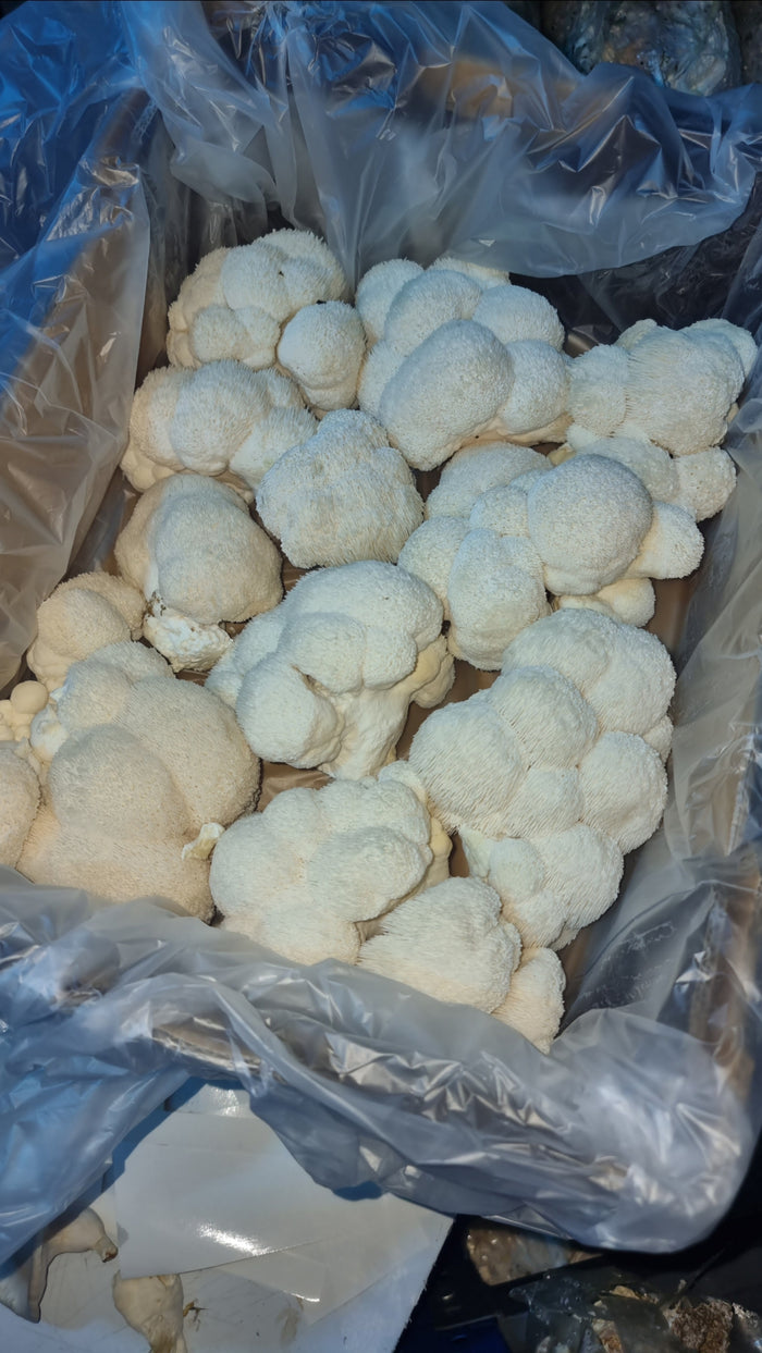 Harvest bag full of fresh Lion’s Mane